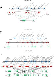 We want you to have an excellent patient spring orthodontics maintains its patients' smiles because of careful retainer design and education. Genome Wide Screening And Comparative Genome Analysis For Meta Qtls Ortho Mqtls And Candidate Genes Controlling Yield And Yield Related Traits In Rice Springerlink