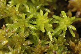 Mosses use 'mushroom clouds' to spread spores (w/ Video)
