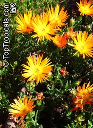 Image result for Lampranthus spp.
