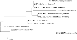 Image result for Turraea nilotica