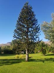 Image result for Araucariaceae