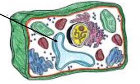 Maybe you would like to learn more about one of these? Cells Classifications And Organelles Quiz Quizizz