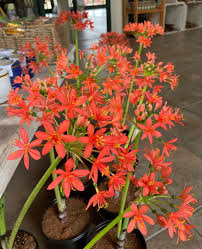 Image result for Abutilon sonneratianum