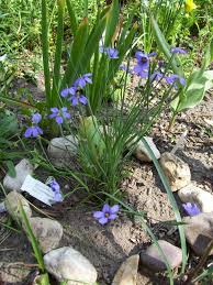 Pin Auf Blumen Pflanzen
