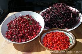 Vitamin C Gelee Aus Weissdorn Berberitzen Und Holunder Kostbare Natur In 2020 Clean Eating Salate Gelee Gutes Essen