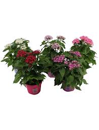 Pentas plants pentas plants (pentas spp.) come in both annual and perennial varieties. Gartenkrone Funfzahlstrauch Pentas Lanceolata Blutenfarbe Mehrfarbig Hagebau De