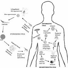 The parasites infect 220 million people a year, and kill around half a million, most of them children under five. Life Cycle Of Malaria Parasite In The Anopheles Mosquito The Primary Download Scientific Diagram