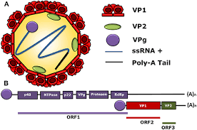Norovirus is the term used to describe a group of viruses that belong to the calicivirus family, and which cause a very common . Frontiers Human Norovirus Proteins Implications In The Replicative Cycle Pathogenesis And The Host Immune Response Immunology