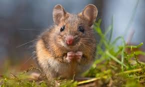 Pest control giant orkin ranks what it calls its rattiest cities. not only is los angeles in the top five, but it is second only. Rodent Control Century City Culver City Los Angeles Ca