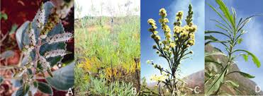 Image result for Agrocharis