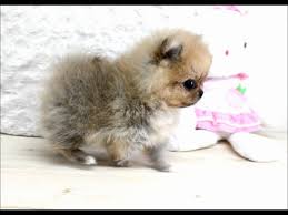 ****we've made our puppies affordable, not cheap****. 40 Very Cute Pomeranian Puppy Pictures And Photos