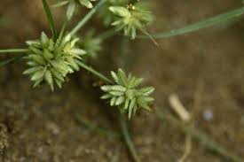 Image result for Pycreus pumilus