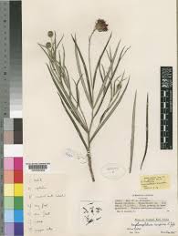 Image result for Erythrocephalum