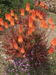 Image result for Aloe cameronii