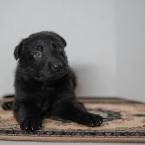 7 Things You Didn’t Know About The Black German Shepherd ...