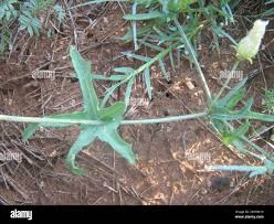 Image result for Coccinia sessilifolia