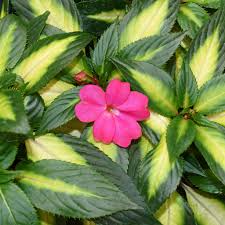 Image result for Impatiens irvingii