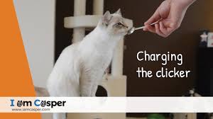 Clicker training can be extremely effective for cats. Charging The Clicker With Casper Clicker Training For Cats Youtube