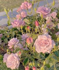 Free for commercial use ✓ no attribution . Flowers On Twitter Pretty Flowers Flower Aesthetic Beautiful Flowers
