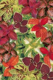Image result for Coleus maculosus