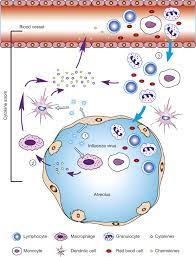 Name 2 cytokines that stimulate hematopoiesis. The Cytokine Storm Of Severe Influenza And Development Of Immunomodulatory Therapy Cellular Molecular Immunology