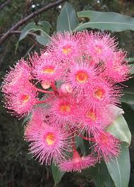 This is also the hottest month on average in sydney, with on january 26, sydney residents celebrate australia day. 31 January Flowers Ideas Australian Native Flowers Event Flowers Flowers