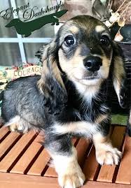 Black And Cream Mini Dachshund Cream Sable Frostdox Elegant Dachshunds Weiner Dog Miniature Dachshunds Dachshund