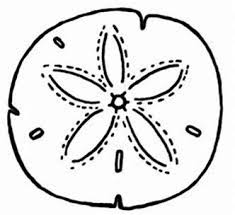 Image Result For How To Draw Sand Dollar Sand Dollar Tattoo Sand Dollar Drawings