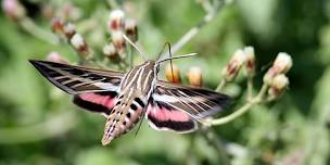 Moth Night