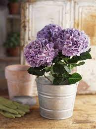 Fake A Green Thumb Pollen Flowers Hydrangea Potted Plants