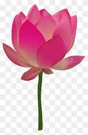 Transparent Pink Flower Emoji Png Flower Transparent Lotus Png Clipart Tropical Flowers Clip Art Flowers