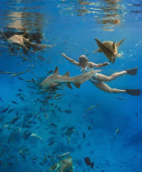 Swimming with sharks in the Maldives 🦈 A pretty epic wildlife encounter  for @ktsellsco 20th trip with us!!! 😍🩵