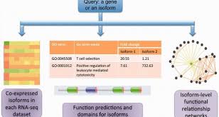 Misomine A Genome Scale High Resolution Data Portal Of Expression Function And Networks At The Splice Isoform Level In The Expressions Protein Domain Genome