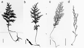 Image result for Polyphlebium