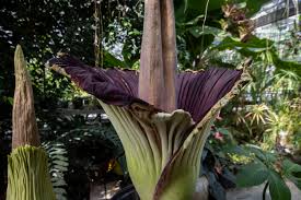 How corpse flowers are pollinated. Temple Ambler S Giant Corpse Flowers