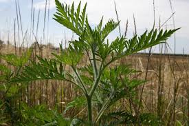 Place du phadiatop dans le depistage de 1'allergie. Die Letzten Pollen Sind Im Anmarsch Blute Von Beifuss Und Ragweed Steht Bevor Kirchdorf