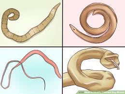 Identify Different Dog Worms Worms In Dogs Tapeworms In