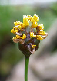 Image result for Xyris parvula