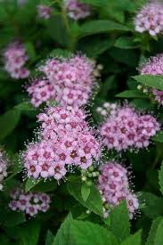 Image result for Spiraea japonica ´Little Princess