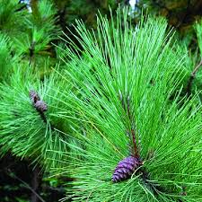Image result for Pinus