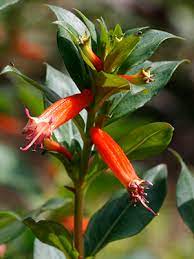 Use as a flowering hedge or in shrub borders. Red Flowers And Foliage Gardening Solutions University Of Florida Institute Of Food And Agricultural Sciences