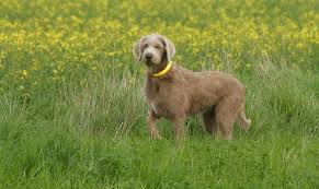 Image result for slovenský ohař hrubosrstý