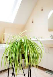 Jun 23, 2021 · since they require light misting to grow, the bathroom is the perfect climate for these fuzzy plants. 15 Best Bathroom Plants Best Plants For Showers And Bathrooms