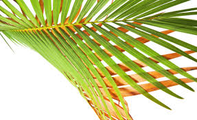 Mit einer künstlichen areca palme zaubern sie auch an kühlen standorten schnell tropisches wohlfühlfeeling, an denen ursprünglich stammt die beliebte hohe areca palme aus madagaskar. Areca Palme Braune Blatter Woran Kann Das Liegen