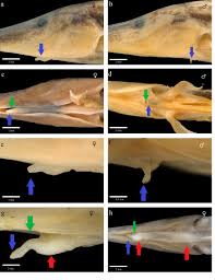 We did not find results for: Urogenital Papillae Of Females And Males Gymnorhamphichthys Rondoni In Download Scientific Diagram