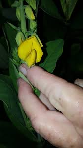 Image result for Crotalaria tabularis