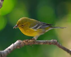 Bird That Sounds Like A Car Alarm Canada 5 Signs Of Spring Birds Peepers And Tree Buds Wildlife Bird Animals
