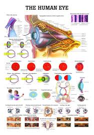 the human eye laminated anatomy chart eye anatomy anatomy