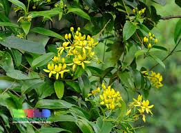 Image result for Tristellateia