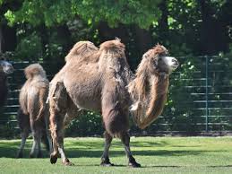 We love riding the carousel, the train, eating a picnic lunch and watching the animals. Camelus Bactrianus Bactrian Camel In Zoos